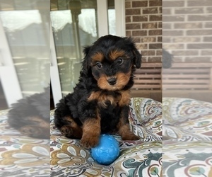 Pinny-Poo Puppy for sale in NOBLESVILLE, IN, USA