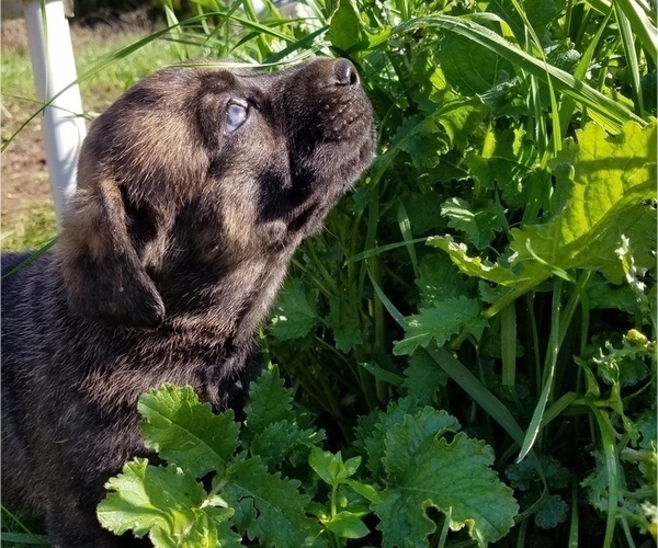 Medium Photo #3 German Shepherd Dog-Mastiff Mix Puppy For Sale in DISCOVERY BAY, CA, USA