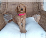 Puppy Chloe Goldendoodle