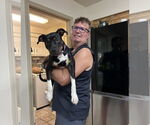 Small #7 Rat Terrier Mix
