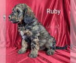 Small Photo #28 Bernedoodle Puppy For Sale in CANON CITY, CO, USA