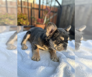 French Bulldog Puppy for Sale in BURBANK, California USA