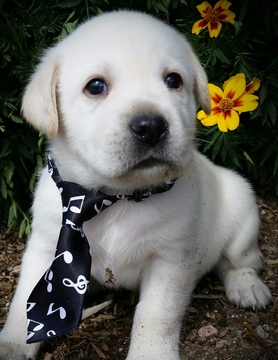 Medium Photo #14 Labrador Retriever Puppy For Sale in FOUNTAIN, CO, USA