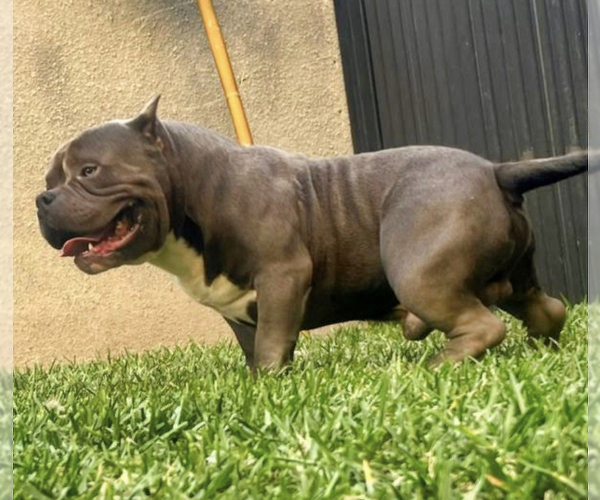 Medium Photo #1 American Bully Puppy For Sale in BAKERSFIELD, CA, USA