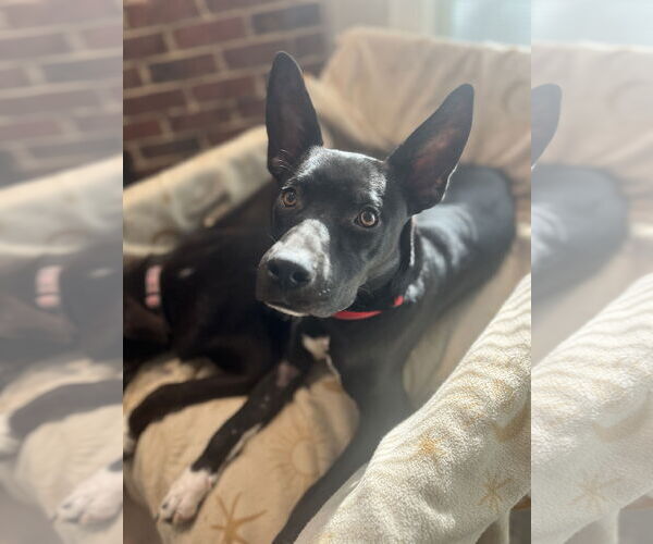 Medium Photo #10 American Pit Bull Terrier-German Shepherd Dog Mix Puppy For Sale in Germantown, OH, USA