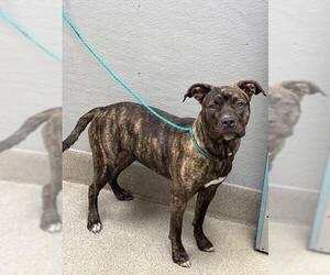 Mutt Dogs for adoption in Las Vegas, NV, USA
