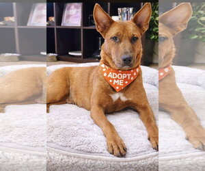 Mutt Dogs for adoption in Euless, TX, USA