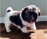 Small Photo #5 Havanese Puppy For Sale in MISHAWAKA, IN, USA