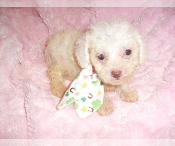 Medium Photo #8 Poodle (Toy) Puppy For Sale in JACKSON, MS, USA