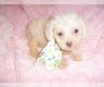 Small #7 Poodle (Toy)