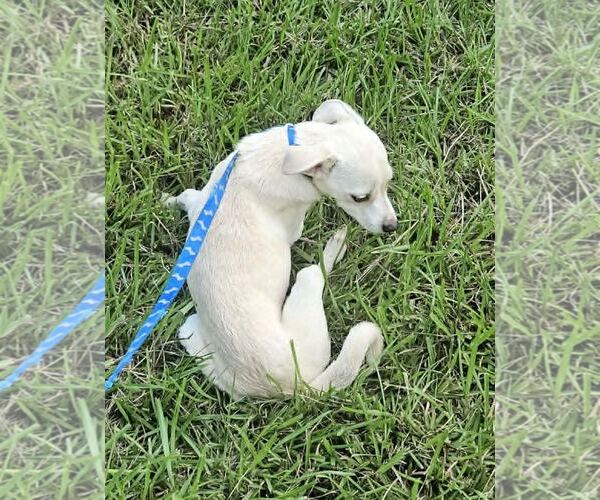 Medium Photo #3 Chihuahua-Unknown Mix Puppy For Sale in Wakefield, RI, USA