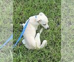 Small #2 Chihuahua Mix
