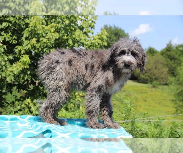 Medium Photo #5 Aussiedoodle Puppy For Sale in UNION CITY, TN, USA