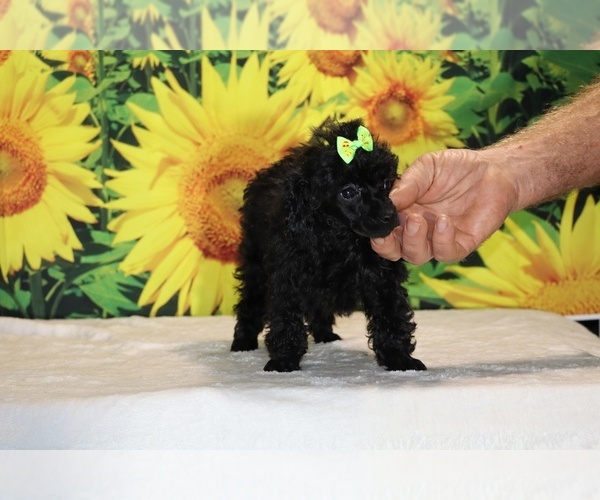 Medium Photo #36 Poodle (Toy) Puppy For Sale in DYERSBURG, TN, USA