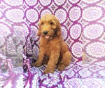 Small Photo #2 Irish Doodle Puppy For Sale in LANCASTER, PA, USA