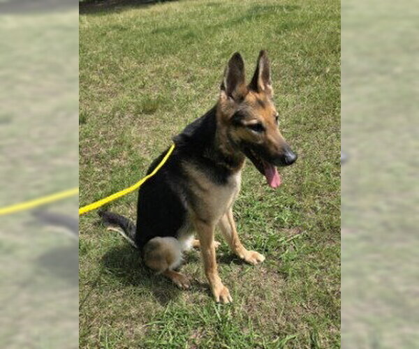 Medium Photo #3 German Shepherd Dog Puppy For Sale in Glen Allen, VA, USA