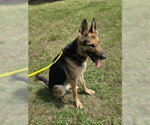 Small #2 German Shepherd Dog