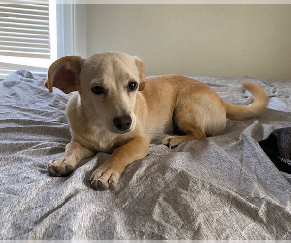 Medium Photo #5 Chiweenie Puppy For Sale in Bellevue, WA, USA