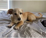 Small #4 Chiweenie