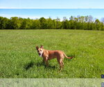 Small #6 American Pit Bull Terrier-German Shepherd Dog Mix