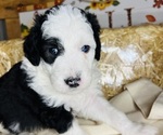 Small #5 Sheepadoodle