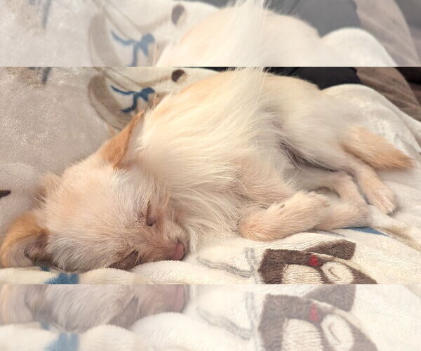 Medium Photo #4 Chiranian Puppy For Sale in Mount Airy, NC, USA