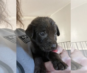Labrador Retriever Puppy for sale in OSYKA, MS, USA