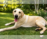Small Labrador Retriever