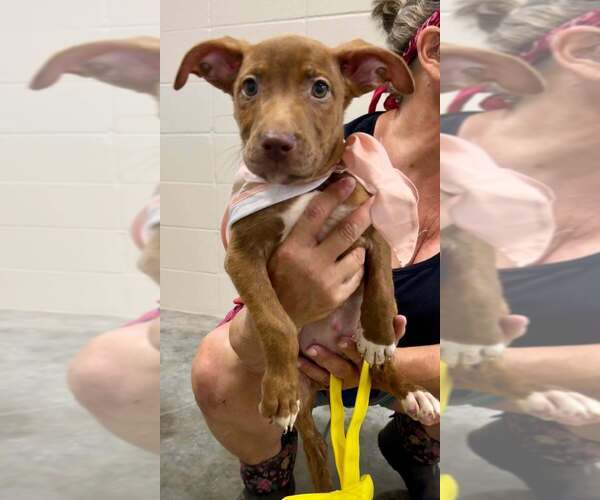 Medium Photo #4 Mutt Puppy For Sale in Abbeville, LA, USA