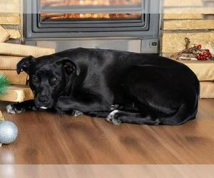 Labrador Retriever-Unknown Mix Dogs for adoption in West Valley, UT, USA