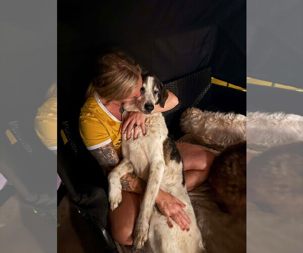 Medium Photo #5 Mutt Puppy For Sale in Gulfport, MI, USA