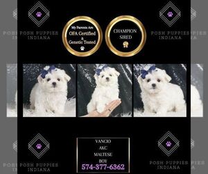 Maltese Puppy for sale in WARSAW, IN, USA