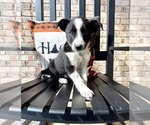 Small #4 Australian Cattle Dog-Border Collie Mix
