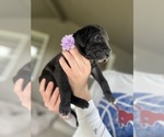 Small #2 Great Dane