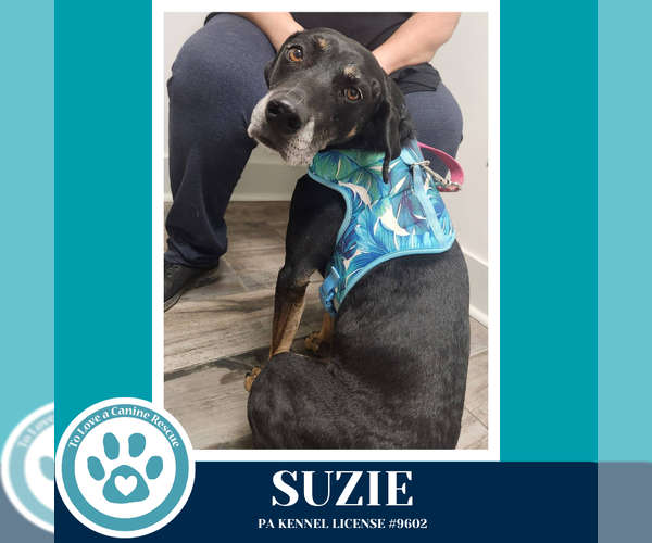 Medium Photo #3 Labrador Retriever-Unknown Mix Puppy For Sale in Kimberton, PA, USA