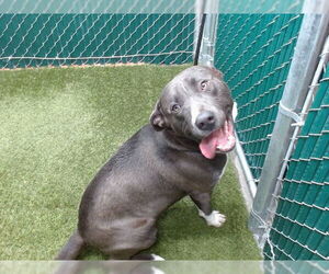 Mutt Dogs for adoption in Downey, CA, USA