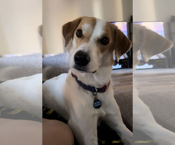 Medium Photo #2 Labbe Puppy For Sale in Chandler, AZ, USA