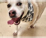 Small #3 American Pit Bull Terrier Mix
