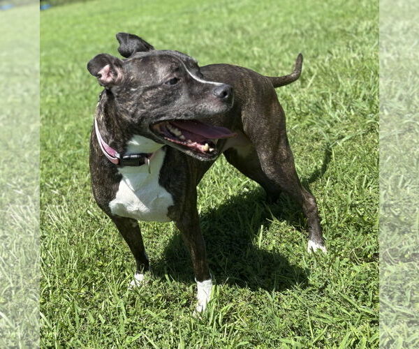 Medium Photo #2 American Pit Bull Terrier-Unknown Mix Puppy For Sale in Virginia Beach, VA, USA