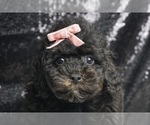 Puppy Dream Girl AKC Poodle (Toy)