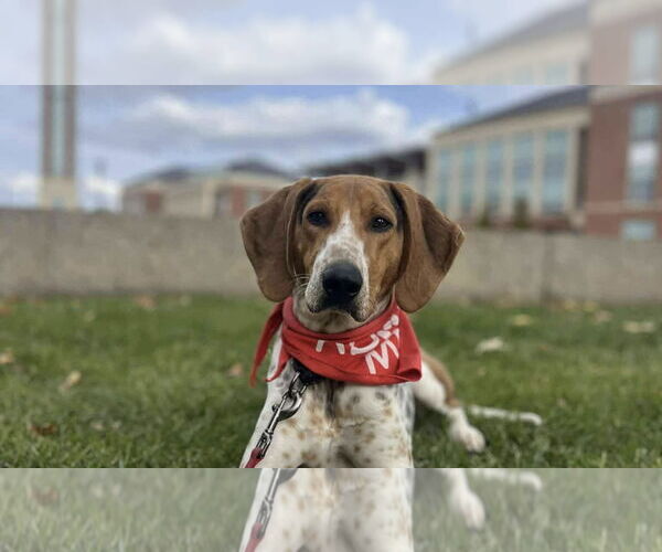 Medium Photo #3 Mutt Puppy For Sale in Rustburg, VA, USA