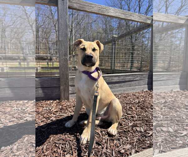 Medium Photo #3 Feist Terrier-Jack Russell Terrier Mix Puppy For Sale in pomfret, CT, USA