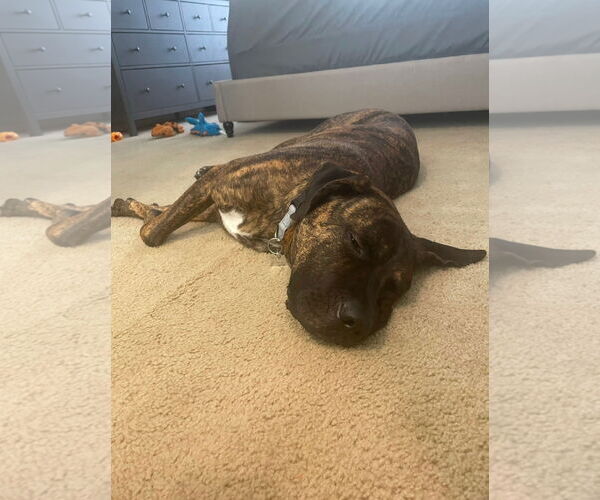 Medium Photo #3 Mastiff Puppy For Sale in Goodyear, AZ, USA