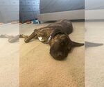 Small #2 Mastiff