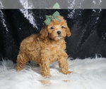 Small #4 Poodle (Toy)