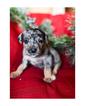 Small Photo #11 Australian Cattle Dog-Catahoula Leopard Dog Mix Puppy For Sale in WELLMAN, IA, USA
