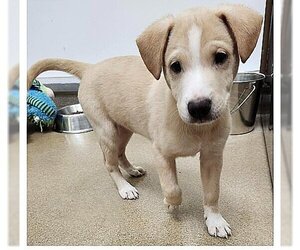 Labrador Retriever-Unknown Mix Dogs for adoption in Genesee, WI, USA