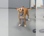 Small #1 Mutt