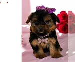 Puppy Puppy 2 Yorkshire Terrier