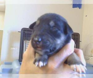 Siberian Husky Dogs for adoption in Sacramento, CA, USA